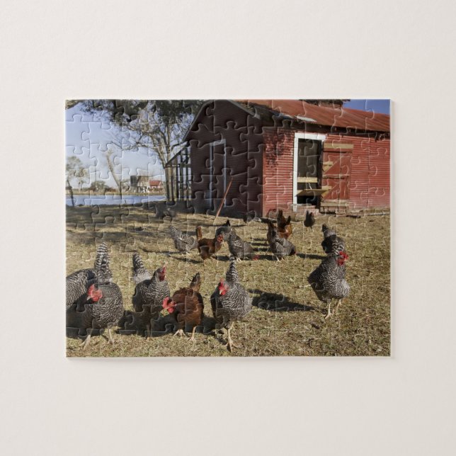 Chickens working grounds near hen house Cliburn Jigsaw Puzzle (Horizontal)