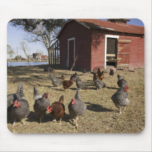 Chickens working grounds near hen house Cliburn Mouse Pad