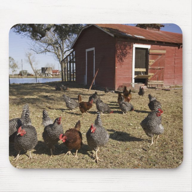 Chickens working grounds near hen house Cliburn Mouse Pad (Front)