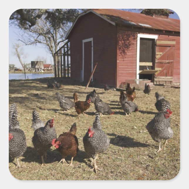 Chickens working grounds near hen house Cliburn Square Sticker (Front)