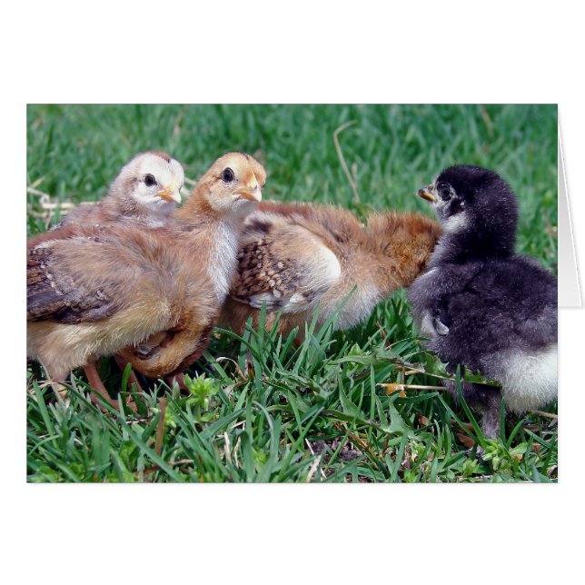 Chicks (Front Horizontal)