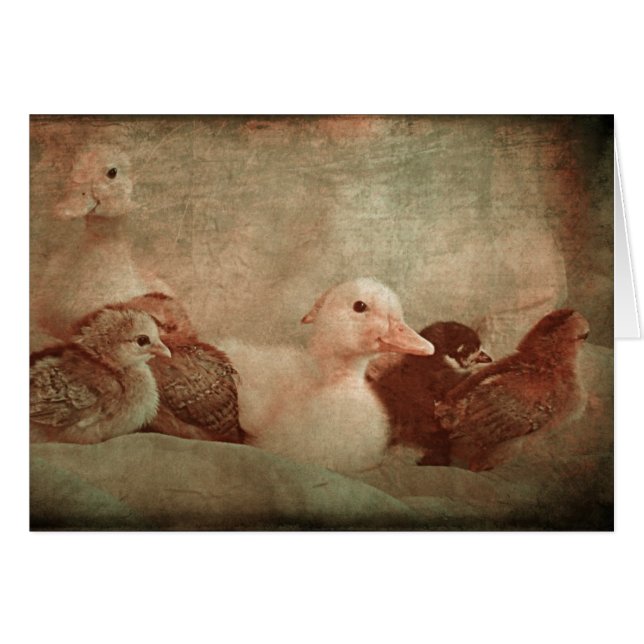 Chicks and Ducklings (Front Horizontal)