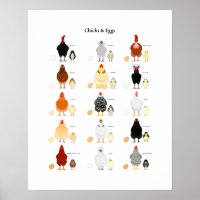 chicks and eggs colour chart