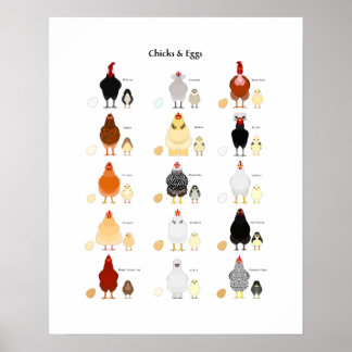 chicks and eggs colour chart