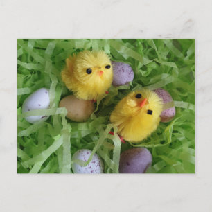 Chicks and Eggs Postcard