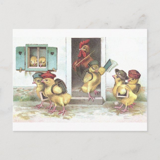 Chicks at School and Rooster Teacher Postcard (Front)