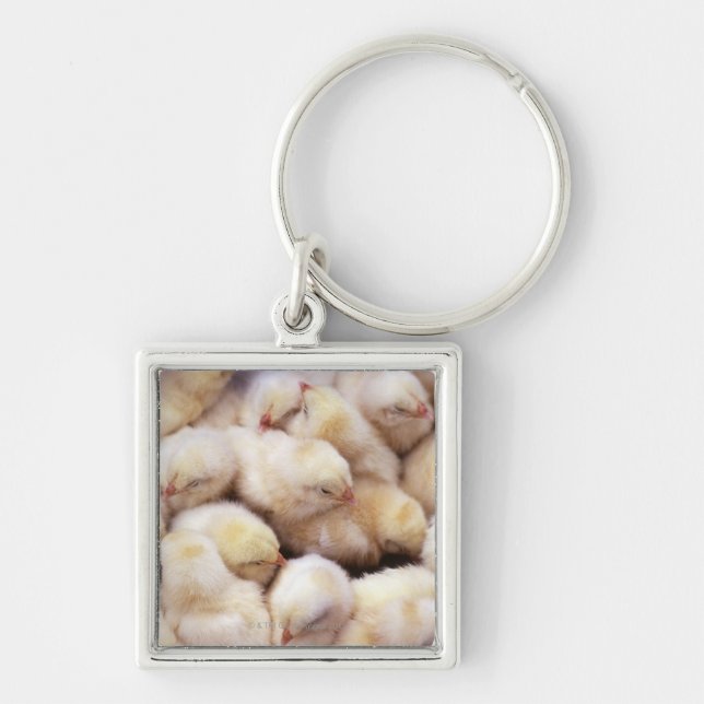 chicks, brood of chickens key ring (Front)
