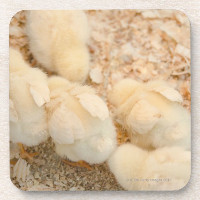 chicks coaster (Front)