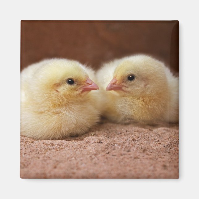 Chicks Magnet (Front)