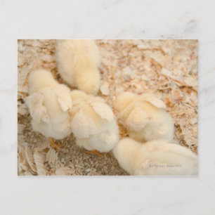 chicks postcard