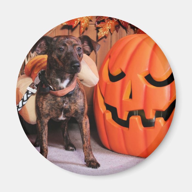 Chico - ChiWeenie - Photo-2 Magnet (Front)