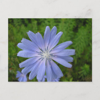 Chicorée sauvage postcard