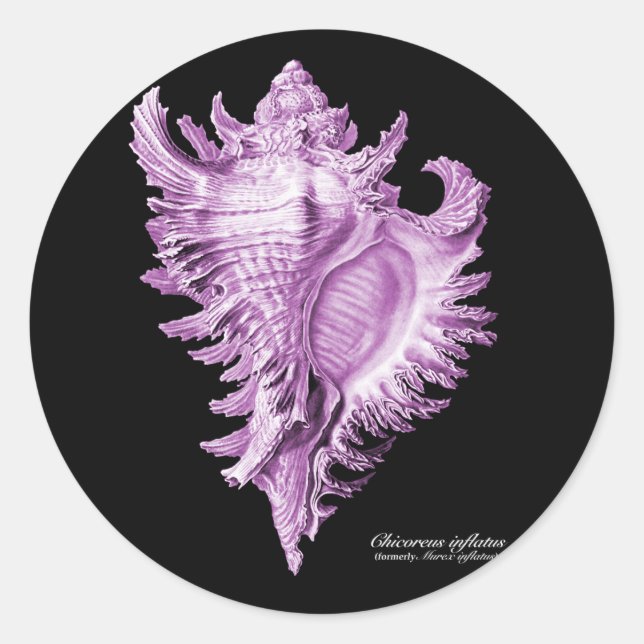 Chicoreus ramosus classic round sticker (Front)