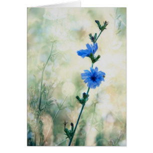 Chicory
