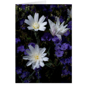Chicory and Phacelia Wildflowers