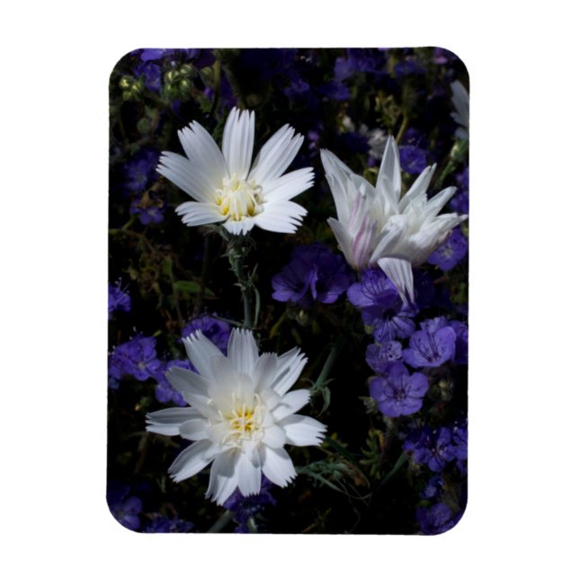 Chicory and Phacelia Wildflowers Magnet (Vertical)
