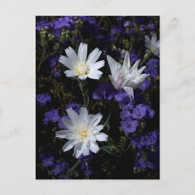 Chicory and Phacelia Wildflowers Postcard (Front)