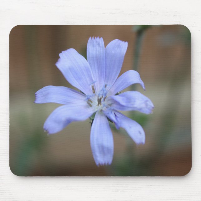 Chicory (Cichorium intybus) Mouse Pad (Front)