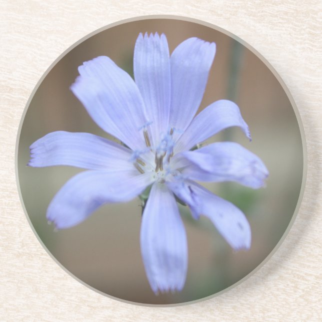 Chicory Coaster (Front)