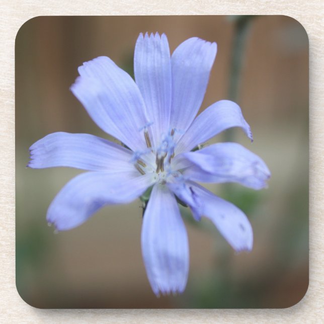 Chicory Coaster (Front)