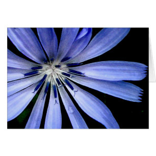 Chicory Collection
