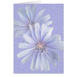 Chicory - Cornflower - Wildflower
