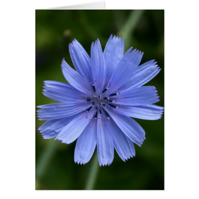 Chicory Flower (Front)