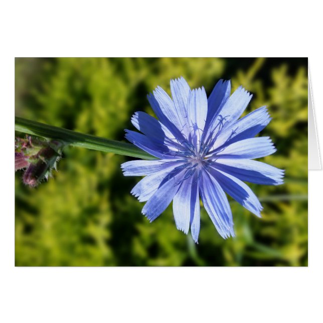 Chicory flower (Front Horizontal)