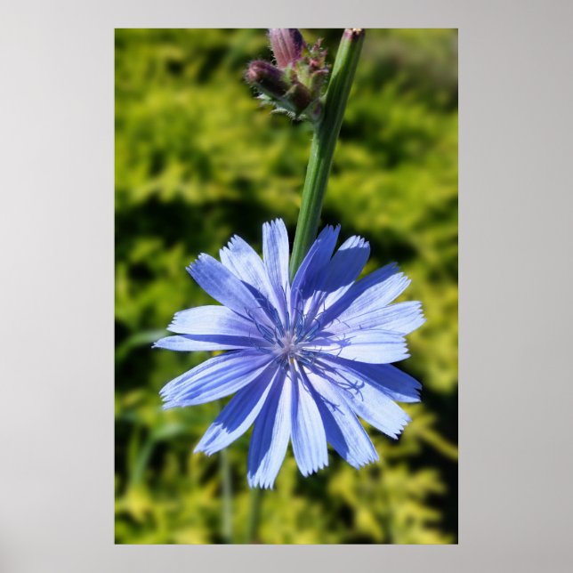 Chicory flower poster (Front)