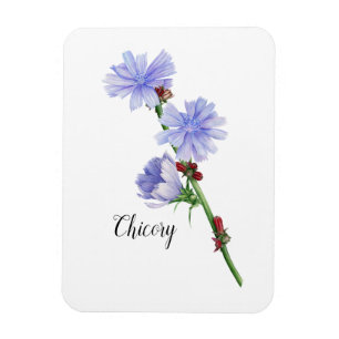 Chicory Flowers Watercolor Magnet