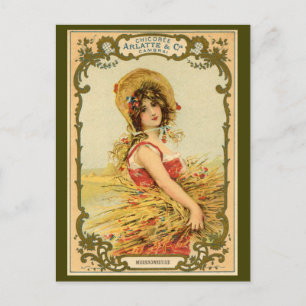 Chicory Harvest Advertisement Postcard