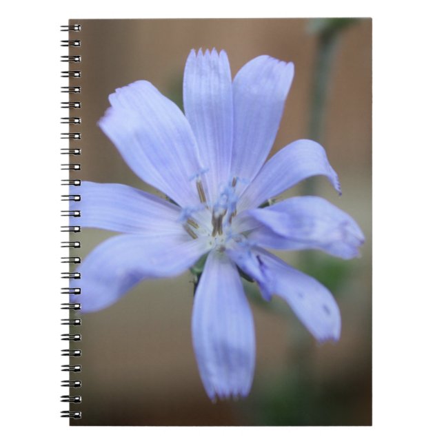 Chicory Notebook (Front)