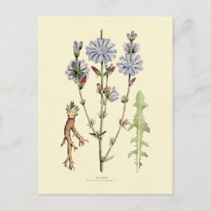Chicory Postcard