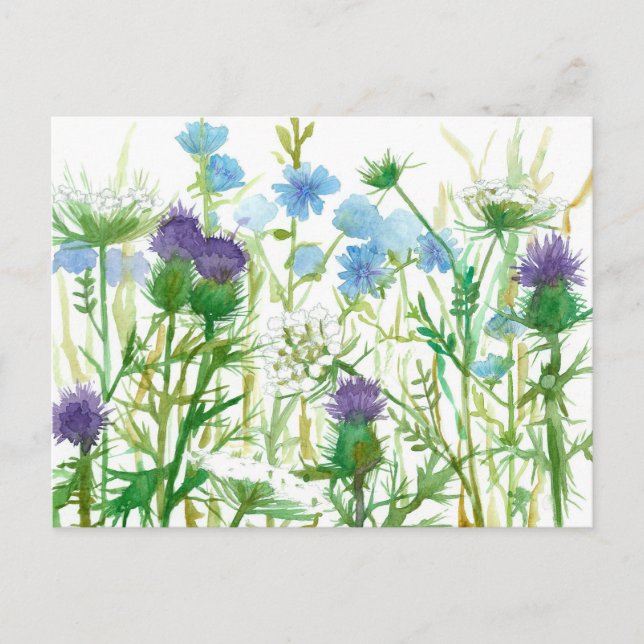 Chicory Thistle Queen Annes Lace Wildflowers Postcard (Front)