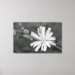 Chicory Wildflower Canvas Print