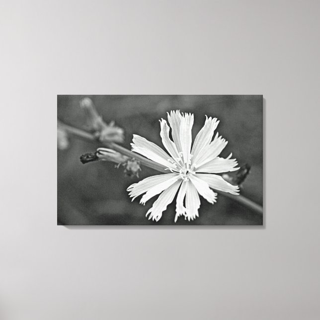 Chicory Wildflower Canvas Print (Front)
