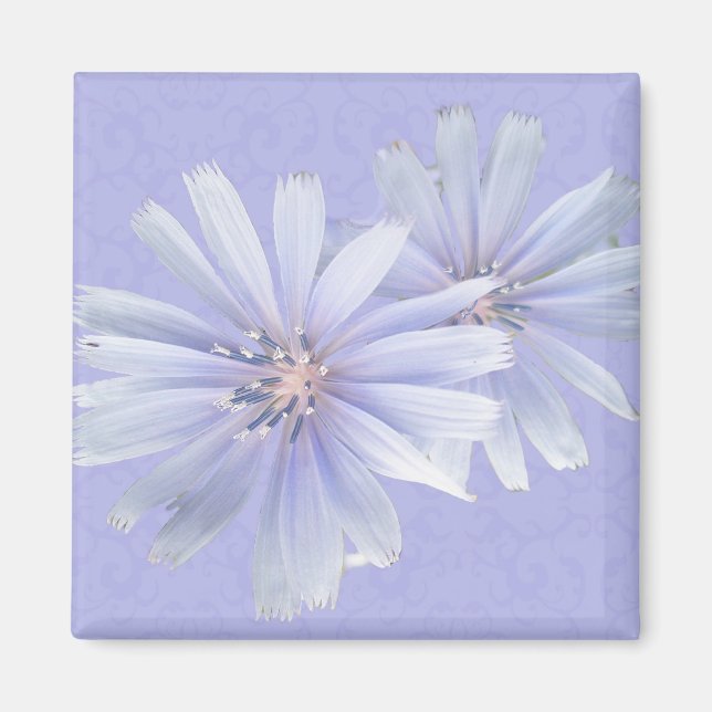 Chicory Wildflower Magnet (Front)