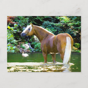 "Chieftain Cools Off"  Postcard