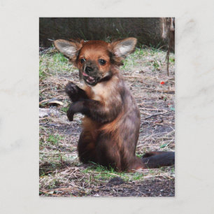 Chihuahamonkey postcard