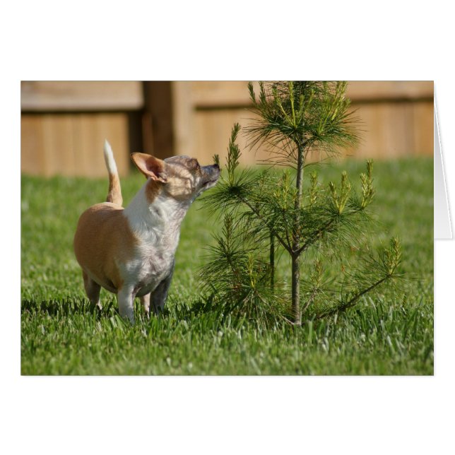 Chihuahua (Front Horizontal)