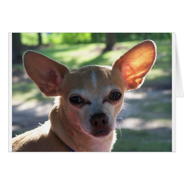 chihuahua (Front Horizontal)