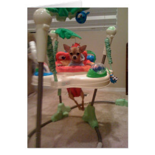 chihuahua bouncy chair
