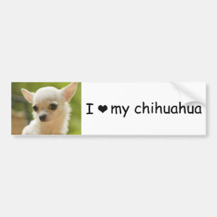 chihuahua bumper sticker