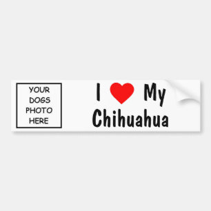 Chihuahua Bumper Sticker