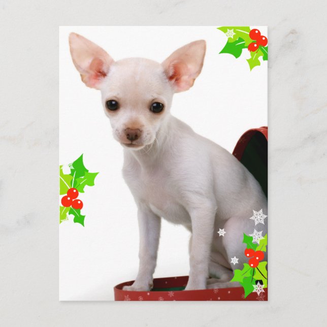 Chihuahua Christmas Postcard (Front)