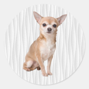 Chihuahua Classic Round Sticker