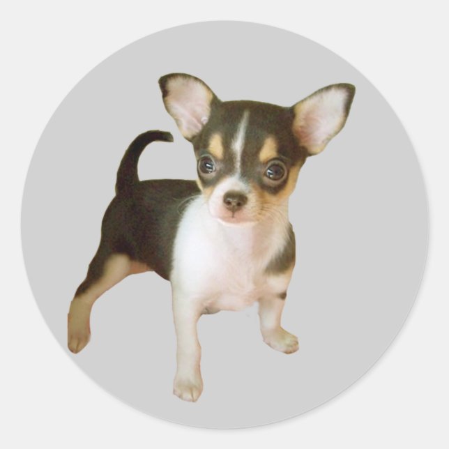 Chihuahua Cutie Sticker (Front)