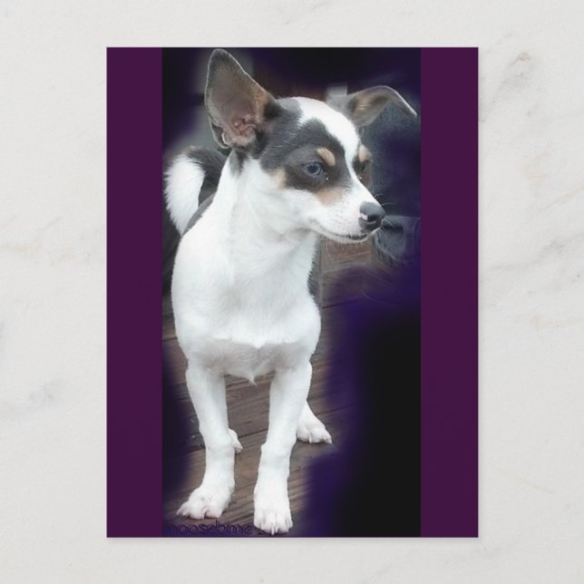 Chihuahua Dex post card (Front)