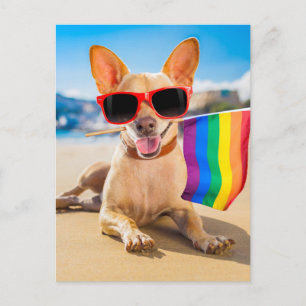 Chihuahua Dog at the Beach Postcard