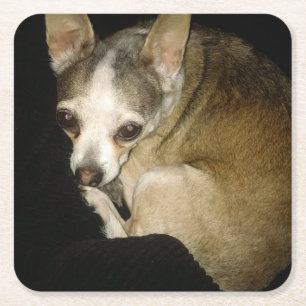 Chihuahua Dog Drink Coaster